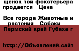 щенок той-фокстерьера продается › Цена ­ 25 000 - Все города Животные и растения » Собаки   . Пермский край,Губаха г.